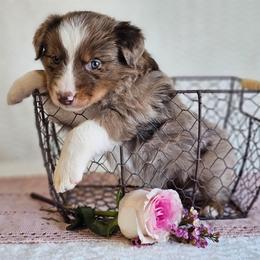 Rowdy - Red merle male Australian Shepherd puppy in Mountain Grove, Missouri from K Bar H Farms