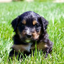 Bandit - Black tri-color male Aussiedoodle puppy in Decatur, Illinois from Signature Doodles