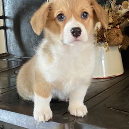 Pembroke Welsh Corgi Puppies from Whistling Wind Corgi’s