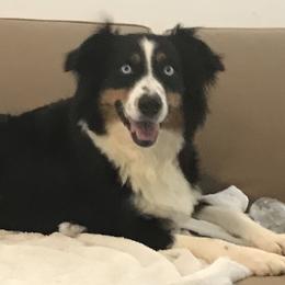 Stella - Australian Shepherd