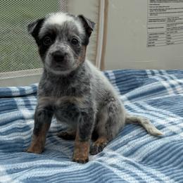 Orchid - Blue mottled female Australian Cattle Dog puppy in Seneca, Missouri from MO Morningstar Heelers