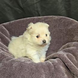 Benji - White male Pomeranian puppy in Newport News, Virginia from Itty Bitty Poms