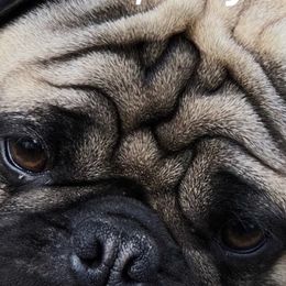 Gronk - Pug