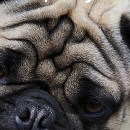 Gronk - Pug
