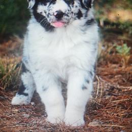 Poppy - Blue merle female Australian Shepherd puppy in Willcox, Arizona from Narita Farms Aussies