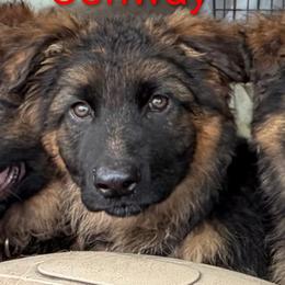Conway - Black and red male German Shepherd puppy in Vintondale, Pennsylvania from Causey's Critters