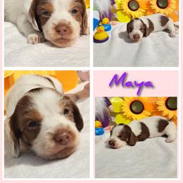 Mya - Chocolate and tan female Dachshund puppy in Winter Haven, Florida from Gateway 2 Little Paws