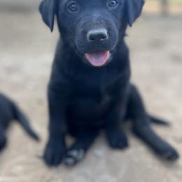 Labrador Retriever Puppies from J and D Retrievers