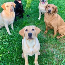 Labrador Retriever All Grown Up from Homestead Retrievers