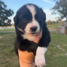 Peach - Black tri female Miniature Australian Shepherd puppy in Iola, Texas from MK Aussies