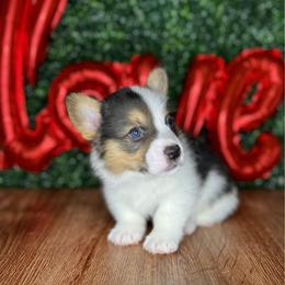 Holstein-Mismark - White and black male Pembroke Welsh Corgi puppy in Benton, Arkansas from High Cotton Corgis