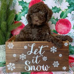 Goldendoodle Puppies from Owen-a-Doodle