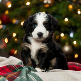 Sage - female Australian Mountain Doodle puppy in Cortez, Colorado from Sassy Pants Pups