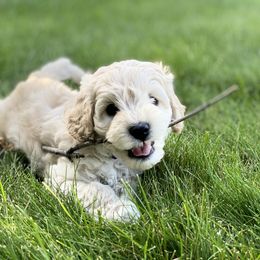 Australian Labradoodle Puppies from Tiny Treasures Australian Labradoodles