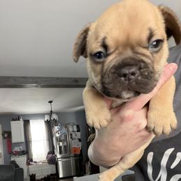 French Bulldog Puppies from Falco’s French Bulldogs
