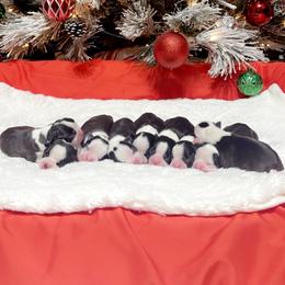 Boston Terrier Puppies from Candi's Boston Terriers