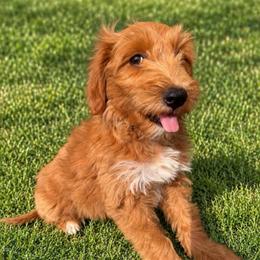 Fiona - Red  female Goldendoodle puppy in Rose Hill, North Carolina from Red Door Canines