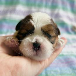 Rusty - Gold and white male Shih Tzu puppy in Geneva, Florida from Shih Tzu’s Creek