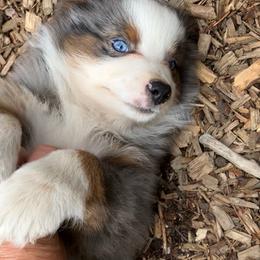 Comet - Blue merle male Miniature Australian Shepherd puppy in Priest River, Washington from Offgrid Aussies