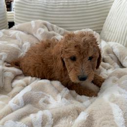 Suede - Cream male Goldendoodle puppy in Payson, Utah from Country Sky Doodles