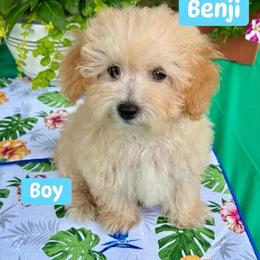 Benji - Apricot male Poodle puppy in Joplin, Missouri from 4 States Mini Dachshunds & Mini Poodles