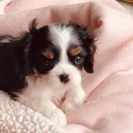 Cavalier King Charles Spaniels from Bluebonnet Cavaliers
