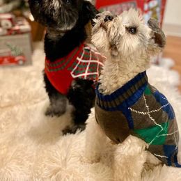 Miniature Schnauzer and Poodle All Grown Up from Snow Creek Danes, Miniature Schnauzers, and Poodles