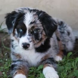 Australian Shepherds from Colockum Australian Shepherds