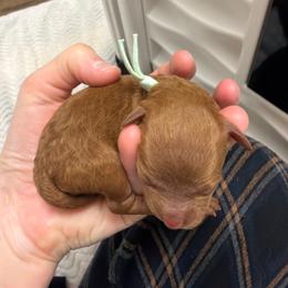 Lorelai - Red  female Poodle puppy in Holly, Michigan from Lil’ Bits and Beans