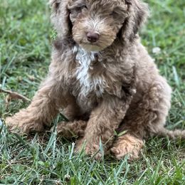 Sheepadoodle Puppies from Dogwood Hills