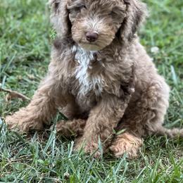 Sheepadoodle Puppies from Dogwood Hills