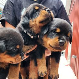 Rottweiler Puppies from Cron Rottweilers
