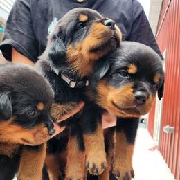 Rottweiler Puppies from Cron Rottweilers