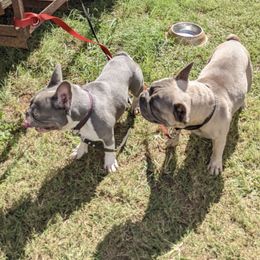 French Bulldogs and German Shorthaired Pointers from Anahola Frenchies