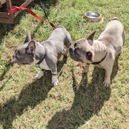 French Bulldogs and German Shorthaired Pointers from Anahola Frenchies