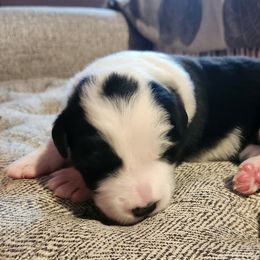 Girl 1 - Border Collie puppy in Mt. Jackson, Virginia from Timeless Border Collies