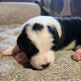 Girl 1 - Border Collie puppy in Mt. Jackson, Virginia from Timeless Border Collies