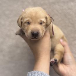 Labrador Retriever Puppies from Kounty Line Kennel LLC