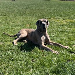 Ghillie - Great Dane