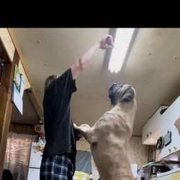 Mastiff All Grown Up from Ozark Mountain Mastiffs