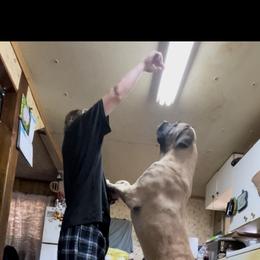Mastiff All Grown Up from Ozark Mountain Mastiffs