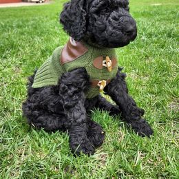 Poodle Puppies from Mn Poodles with Standards