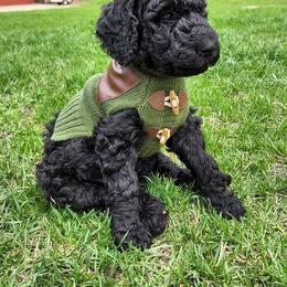 Poodle Puppies from Mn Poodles with Standards