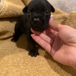 Girl 1 - Black female Staffordshire Bull Terrier puppy in Montgomery, Texas from KnowJokes Staffordshire Bull Terriers