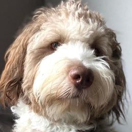 Assorted Doodle Crosses and Bearded Collie Puppies from White Tips Ranch