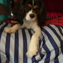 Zoe - Tri-color female Cavalier King Charles Spaniel puppy in Geneva, Alabama from Ellison Cavaliers
