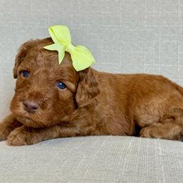 Yellow - Red  female Goldendoodle puppy in Hesperia, Michigan from Red Acres Poodles & Doodles