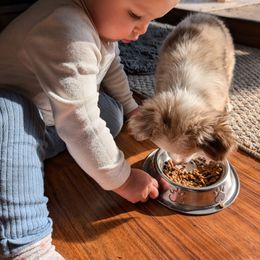 Miniature American Shepherd and Miniature Australian Shepherd Puppies from Trailside Mini Aussies