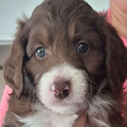 Augustus - Brown and white male Aussiedoodle puppy in Grand Saline, Texas from Aussies Acre