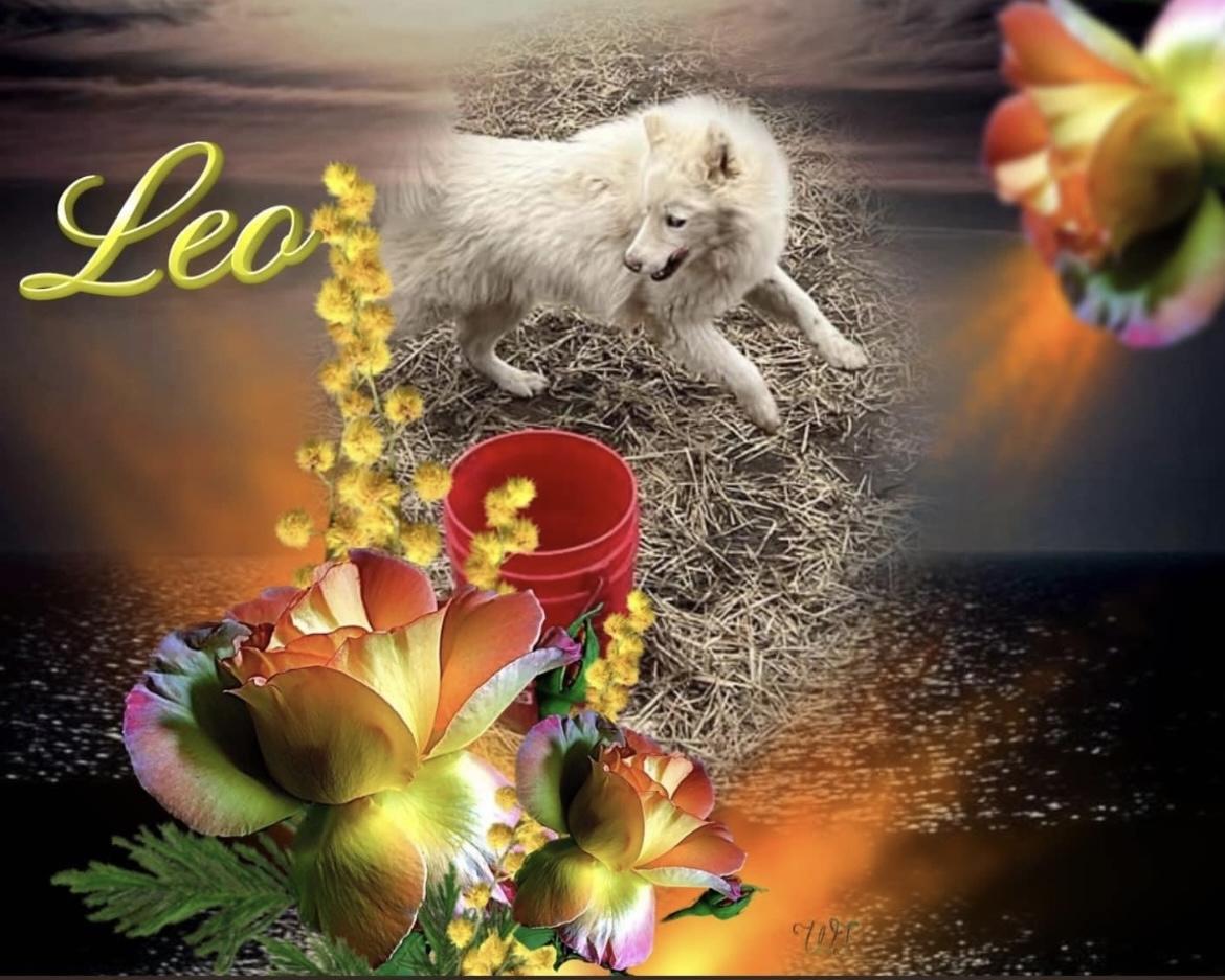 Leo